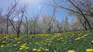 Seasonal allergies are lasting longer