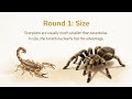 Scorpion vs Tarantula: Desert Duel | Animal Science Showdown