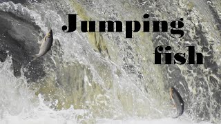 Fish Are Leaping Up A Waterfall To Spawn Upriver