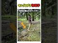 【驚愕】毒蛇を踊らせる男!?キングコブラの死角を突く、命知らずの物理学!　#キングコブラ #爬虫類 #神業 #衝撃映像 #毒蛇 #動物の不思議 #shorts #いきもの図鑑 #雑学