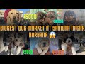 Biggest dog market at yamuna nagar haryana  dog show    dogs market 