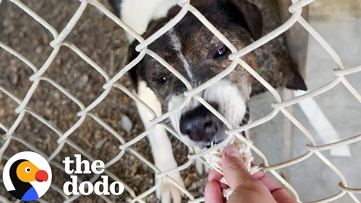 Deaf Shelter Dog Left Behind During Evacuation Gets A Second Chance | The Dodo