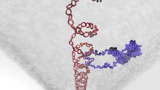 A pathway for mitotic chromosome formation