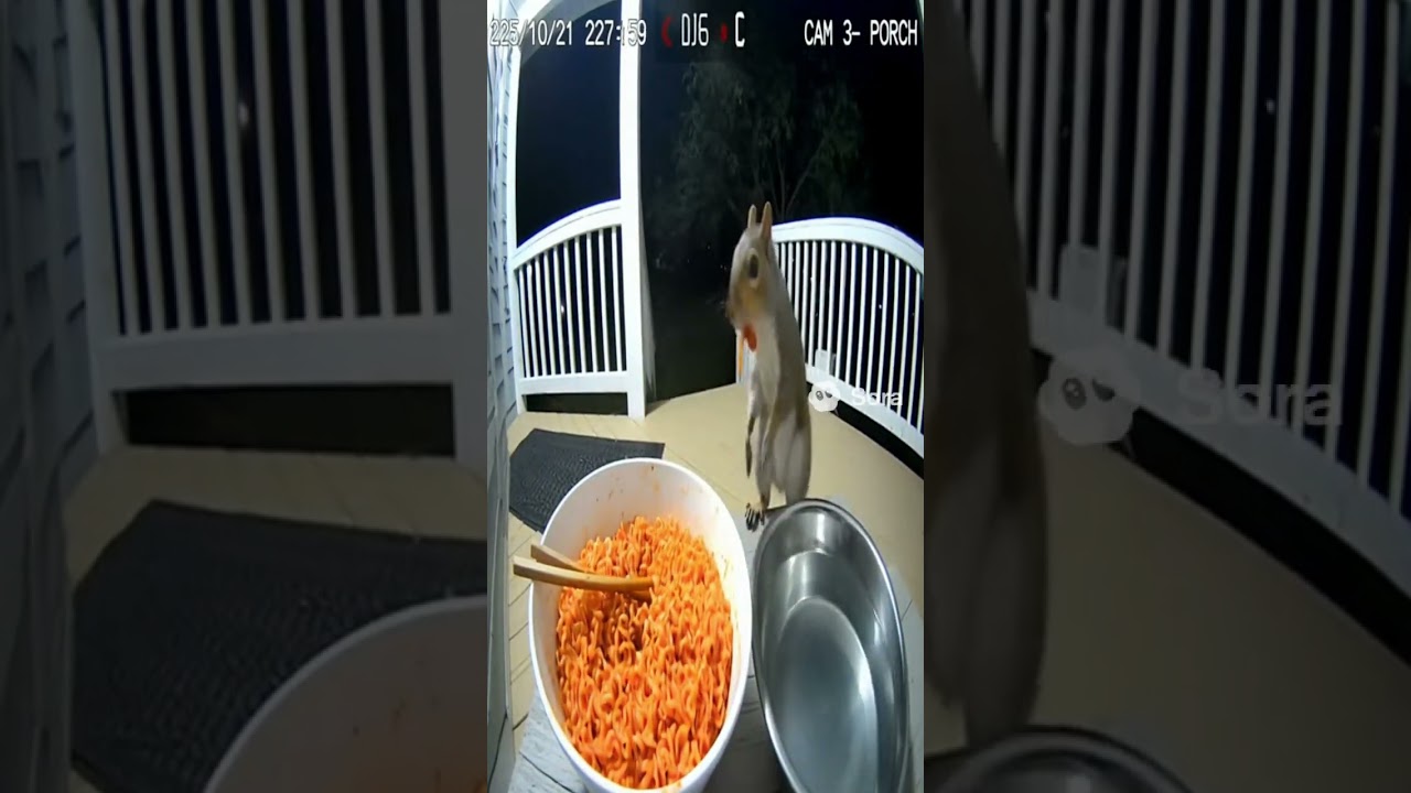 The Spice is Too Much Squirrel Tries and Fails to Steal Ramen
