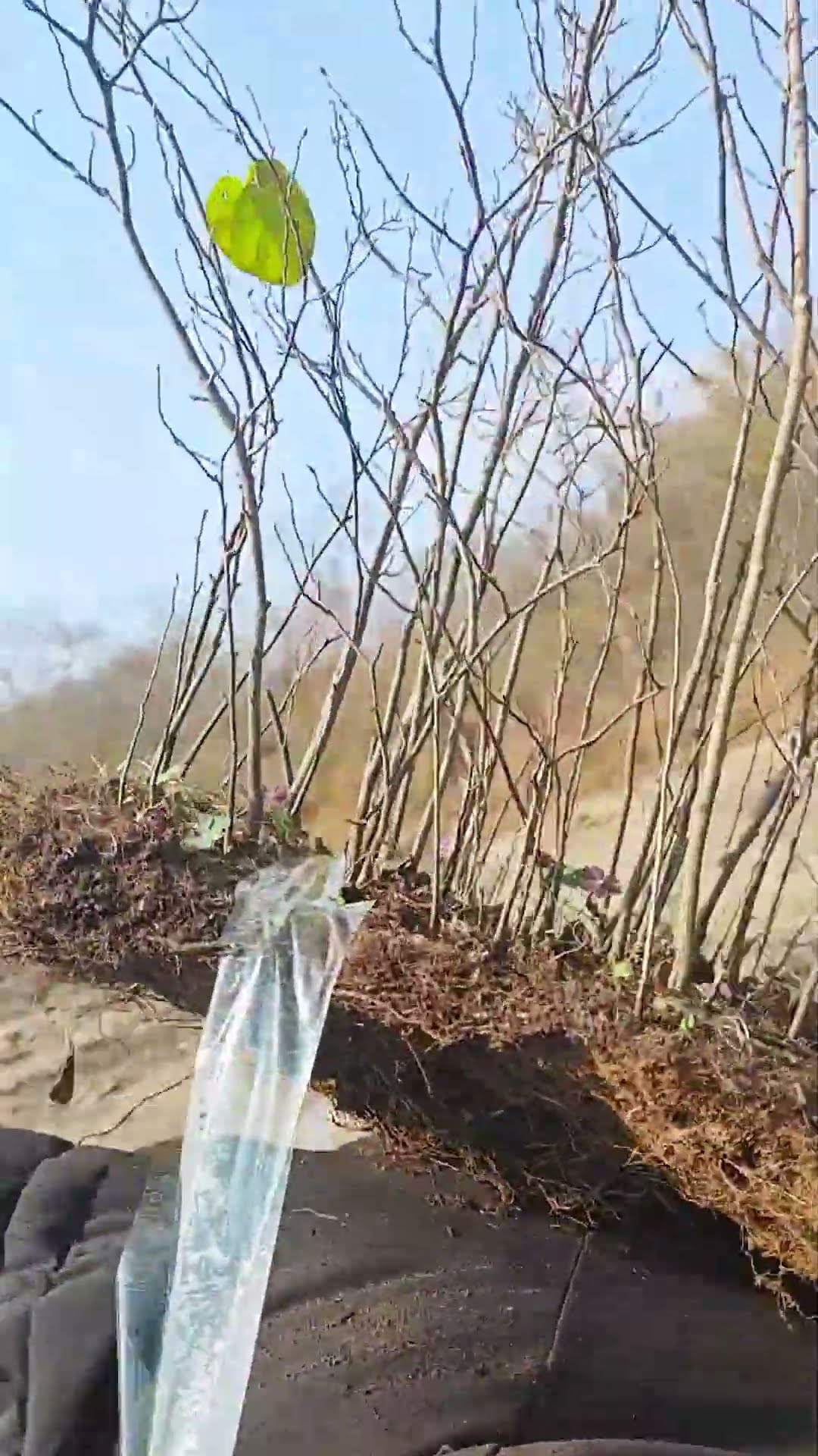 Excavated natural saplings