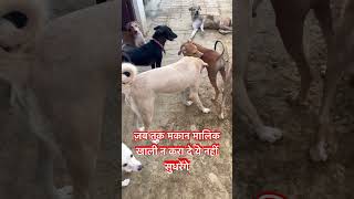 दोबारा मकान खाली करने की नौबत #viral #dog #coparjunsinghupp