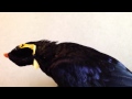 あべちゃん:うなじを触るなっ