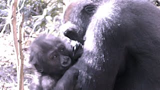 キンタロウと兄ゲンタロウが楽しそうに遊ぶ💗1歳の誕生日【京都市動物園】