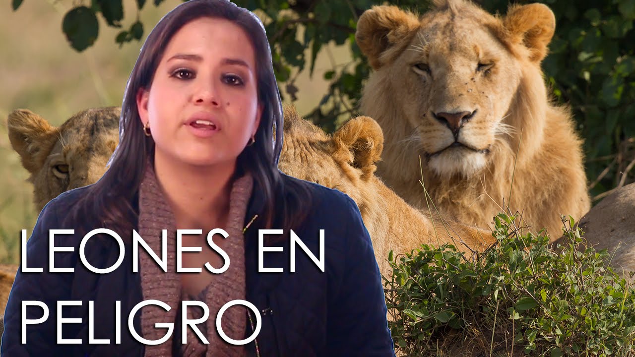 ??¿Qué leones están en peligro de extinción?☠️?