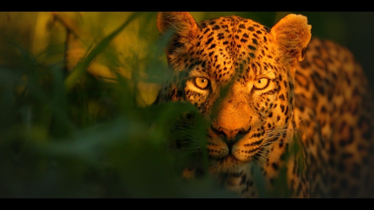 In the footsteps of a Jaguar Night hunters NatGeo Wild National