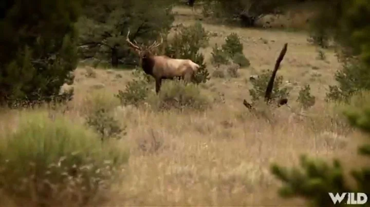 Hunting Elk with Bow in New Mexico