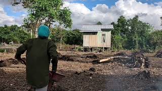 PROSES LANJUTAN PEMBERSIHAN LAHAN UNTUK MENUGAL PADI