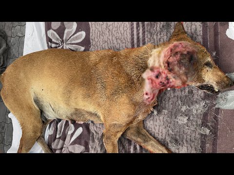 Video: Sick Stray Dog saa toisen mahdollisuuden