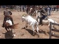 5th cattle roundup in the bush / Kaique do Gado 02/15/2026