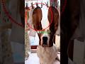​耳が長いという犬