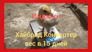 Индюки Хайбрид Конвертер вес в 15 дней