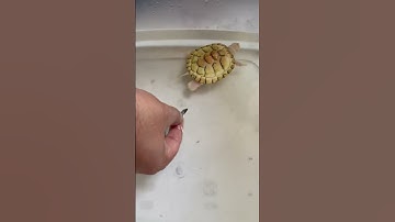 #albino #turtle #creature #viral #youtube #youtubeshorts #trending #ytshort #ytshorts #reptile #pet