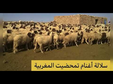 أفضل سلالات الأغنام حول العالم