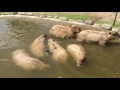 Capybara of estrus Aso farm land Japan Kumamoto