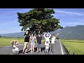 初夏,住台東池上「稻花香民宿」。清晨馳騁單車遊金城武樹