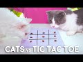 Cats vs Tic Tac Toe Compilation