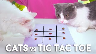 Cats vs Tic Tac Toe Compilation