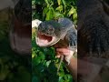 Snapping Turtle Scream Reptiles Animals Snappingturtle Commonsnapping Turtle Cuteturtle Pets Snapping Turtle Scream Reptiles Animals Snappingturtle Commonsnapping Turtle Cuteturtle Pets
