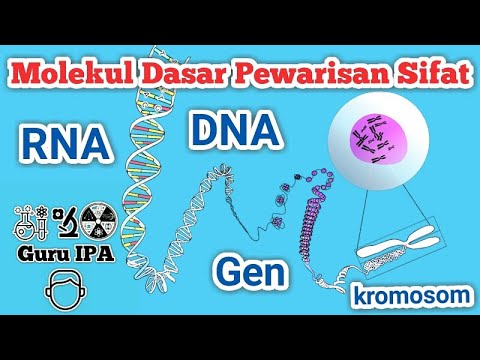 Molekul Dasar Pewarisan Sifat Pada Makhluk Hidup - DNA - RNA - Gen - Kromosom