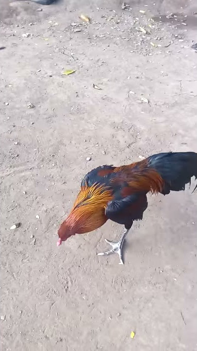 Ciri ciri ayam pukul brakot