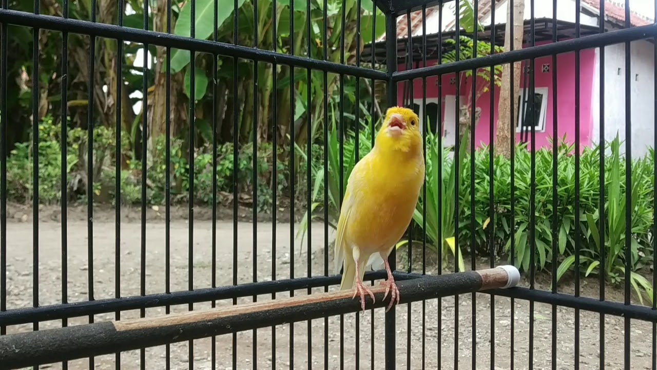 Ciri Ciri Kenari F1 Sf F1 Auto Moto Ciri Ciri Kenari F1 Sf F1 Auto Moto