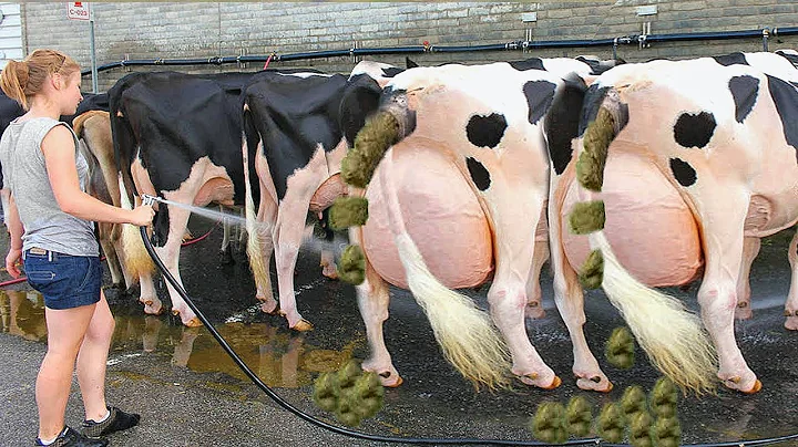 My small dairy farm | Morning on the dairy farm in New Zealand | Family dairy farm!