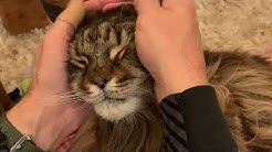 Maine Coon Central Youtube Maine Coon Central Youtube