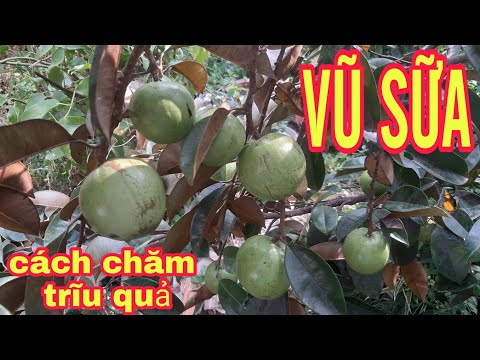 Cách Trồng Cây Vũ Sữa Trong Chậu Sai Trĩu Cành Đón Tết 2021 | Foci