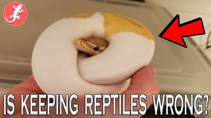 Is Keeping Reptiles Wrong?