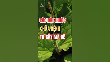 Tác dụng của cây mã đề