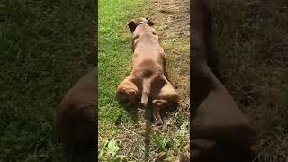 Staffy Knows How To Twerk