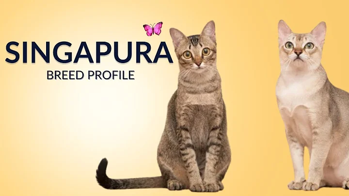 Video 11734891: singapura cat breed, smallest cat breed, grooming