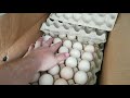 Хранение и транспортировка инкубационных яиц