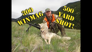 Montana Coyote Hunt (500 YARD SHOT WITH 300 WIN. MAG.)