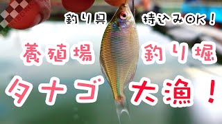 【釣り堀deタナゴ釣り】Ｆｕｊｉ養殖場（千葉県四街道市）ちょっとだけ幸釣零一二使ってみた！