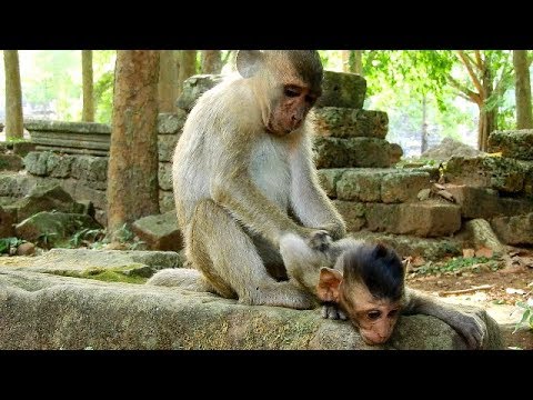 baby monkey pet stores Good Relationship of Brother Donny & Cute Baby Polino .