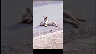 Download Lagu Mana ke bezubaan hu #per Dil to h mere pass #ytshorts #viral #shortvideo #shortfeed MP3 Download Lagu Mana ke bezubaan hu #per Dil to h mere pass #ytshorts #viral #shortvideo #shortfeed MP3