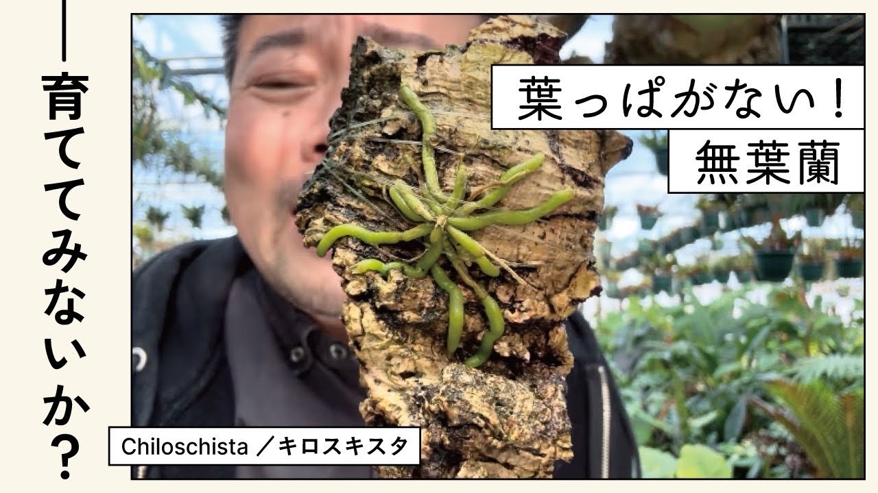 ZEUSPLANTS ノヴァ イラン株 超短葉 低重心コンパクト美株 抜き苗発送