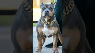 #pitbull Dog status  #pitbulldog #dog  #pitbullmix #doglover #dogdog #viral #puppy