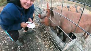 видео: Управа с животными с утра картинка: Управа с животными с утра