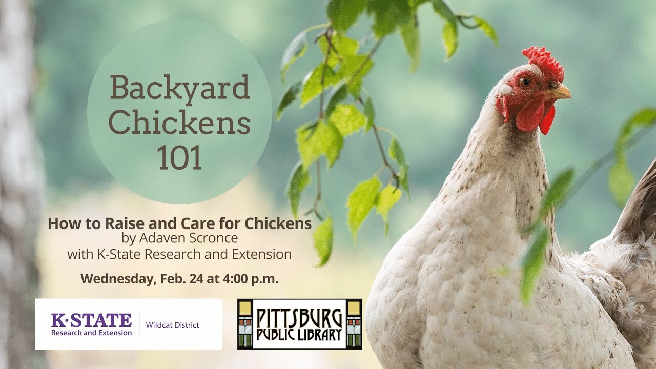 Backyard Chickens 101 How to Raise and Care for Chickens, with KState