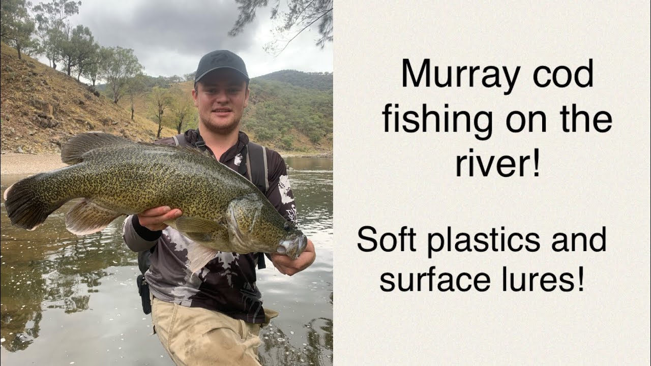 Murray cod fishing on the river! YouTube