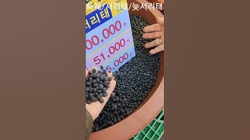 파주 장단콩 축제 #shorts #bean