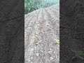 Así Nace una Planta de Papa / Etapa Inicial del Cultivo #sociedaddecrecimiento #fypシ #agriculture