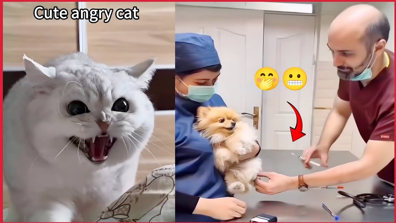 The Ultimate Cat vs. Dog Sleeping Spot Challenge